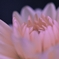 花心～微笑みへの時間