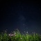 コスモスと夜空
