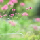 夏花 ～　夏、最期の輝き