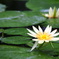 お花