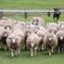 SHEEP DOG SHOW