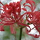 DSC00197