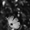 P9298209