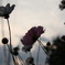 秋空と秋桜