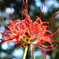 hurricane lily