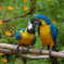 ルリコンゴウインコ