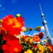 skytree×flower
