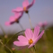 秋桜