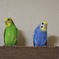 セキセイインコの「あおぶぶちゃん」と「みどぶぶちゃん」