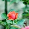 薔薇の薗＿Ⅱ