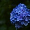 紫陽花