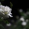 夜薔薇