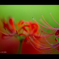 Lycoris