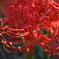 彼岸花