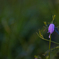 _MG_1578-2