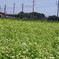 鉄道心と秋の蕎麦