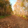 紅葉の路