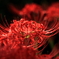 真紅の舞