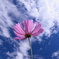 秋桜が見ている空