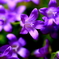 BellFlower