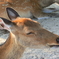 フヒッ