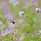 With love from beeⅡ