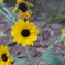 DSC04366