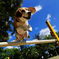 Jumping