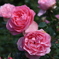 薔薇