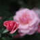 薔薇