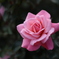 薔薇