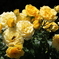 薔薇