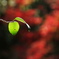 紅葉の隙間