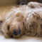 Zzzzz♪