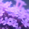 ヤナギハナガサ