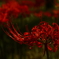 日暮レノ紅