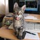 我が家の愛猫３ヶ月の頃