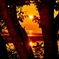 木陰の夕日