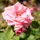 Flower 004