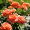 Flower 006