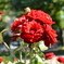 Flower 007