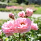 Flower 008