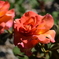 Flower 013