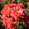 Flower 015