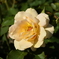 Flower 018
