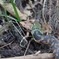 ヤマカガシ、カエルを喰らう