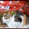 紅葉ねこ