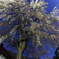 中塩のしだれ桜