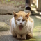 般若猫？