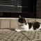 猫撮り散歩376